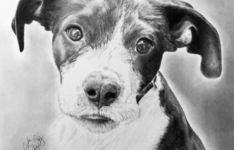 ShadedHues Chloe Pets Portrait