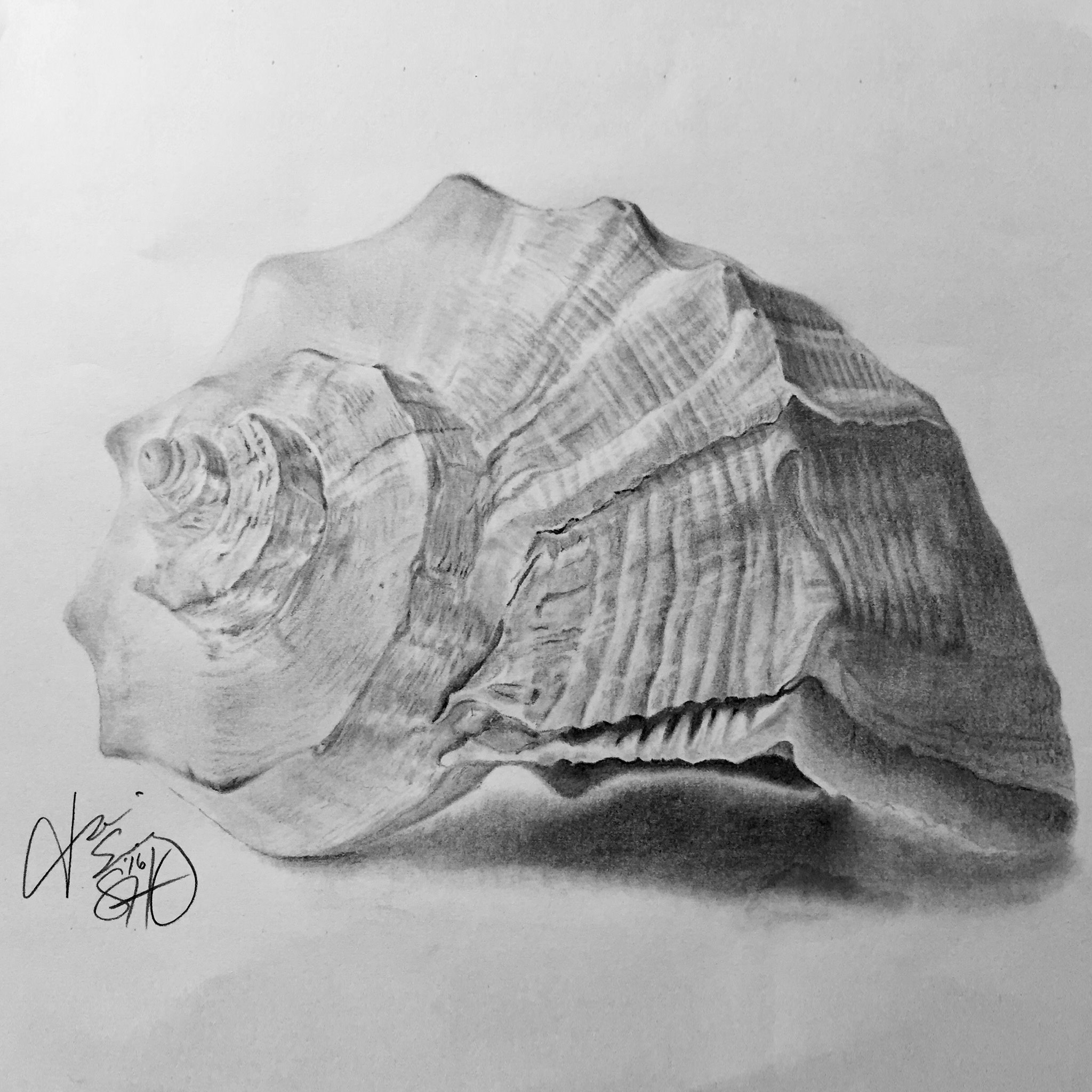 ShadedHues Conch Stuff Portrait