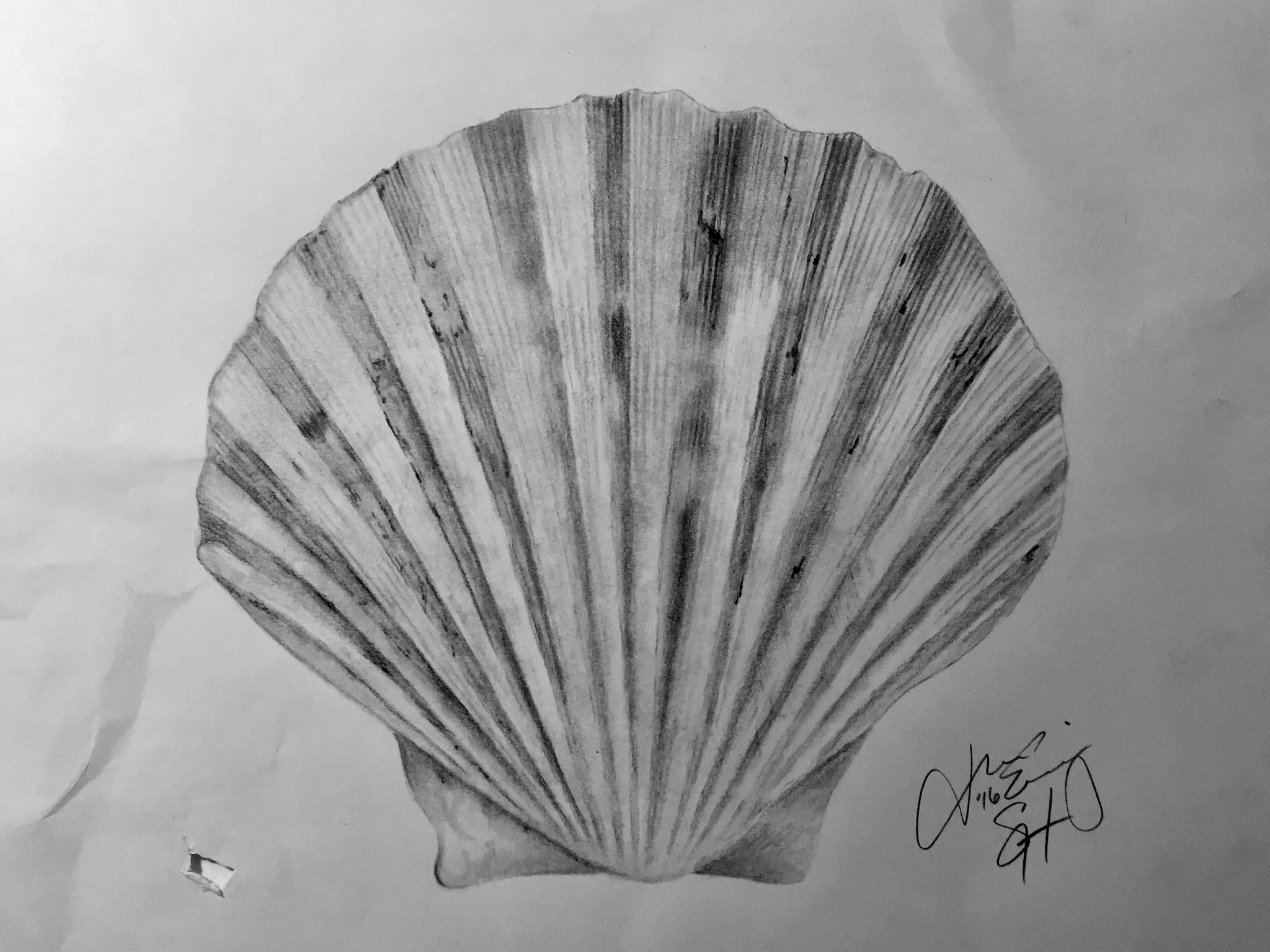 Fanshell ShadedHues Fanshell Stuff Portrait