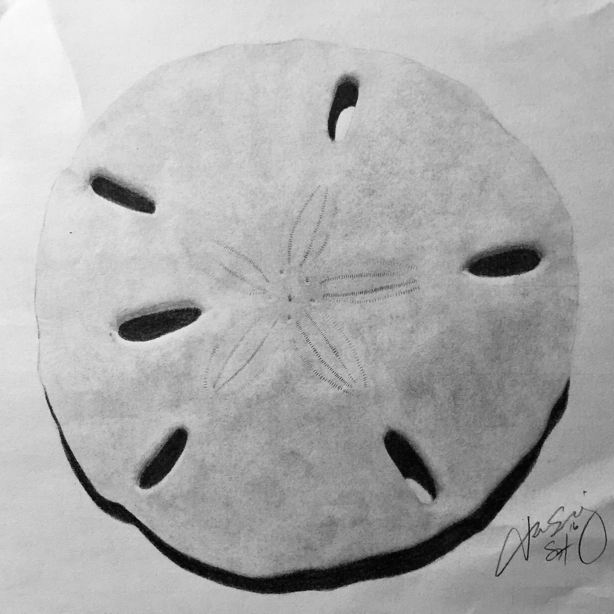 Sandollar ShadedHues Sandollar Stuff Portrait